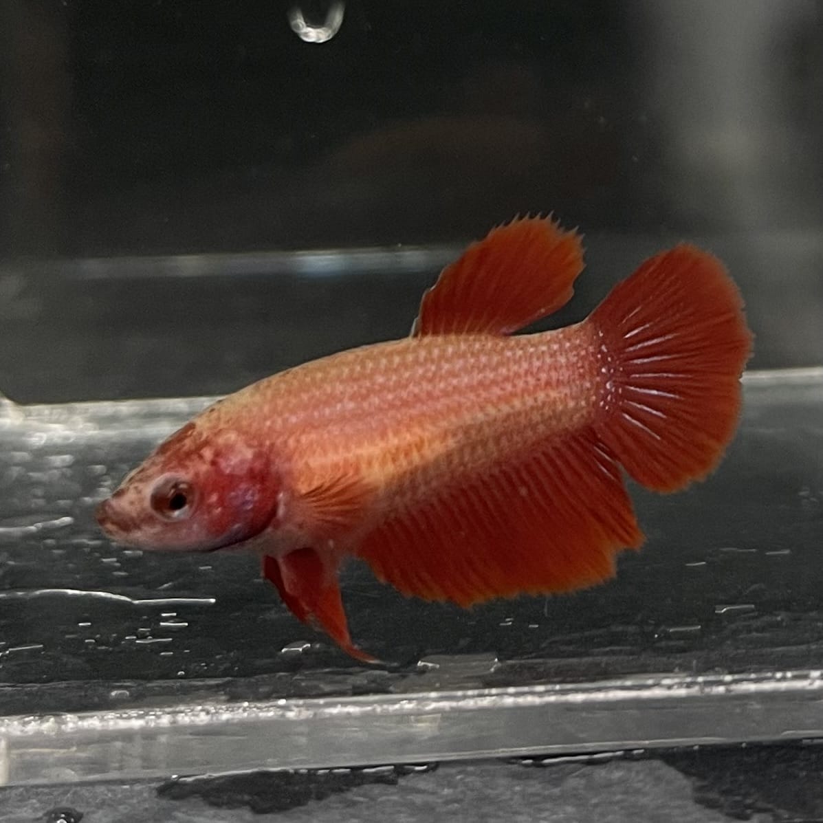 the-fish-farm Female Betta Female Betta - One Only - B Choose your own Female Betta at The Fish Farm Australia
