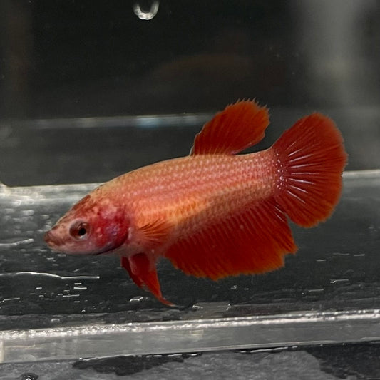 the-fish-farm Female Betta Female Betta - One Only - B Choose your own Female Betta at The Fish Farm Australia