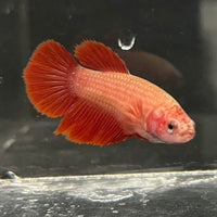 the-fish-farm Female Betta Female Betta - One Only - B Choose your own Female Betta at The Fish Farm Australia