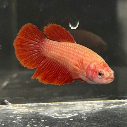 the-fish-farm Female Betta Female Betta - One Only - B Choose your own Female Betta at The Fish Farm Australia