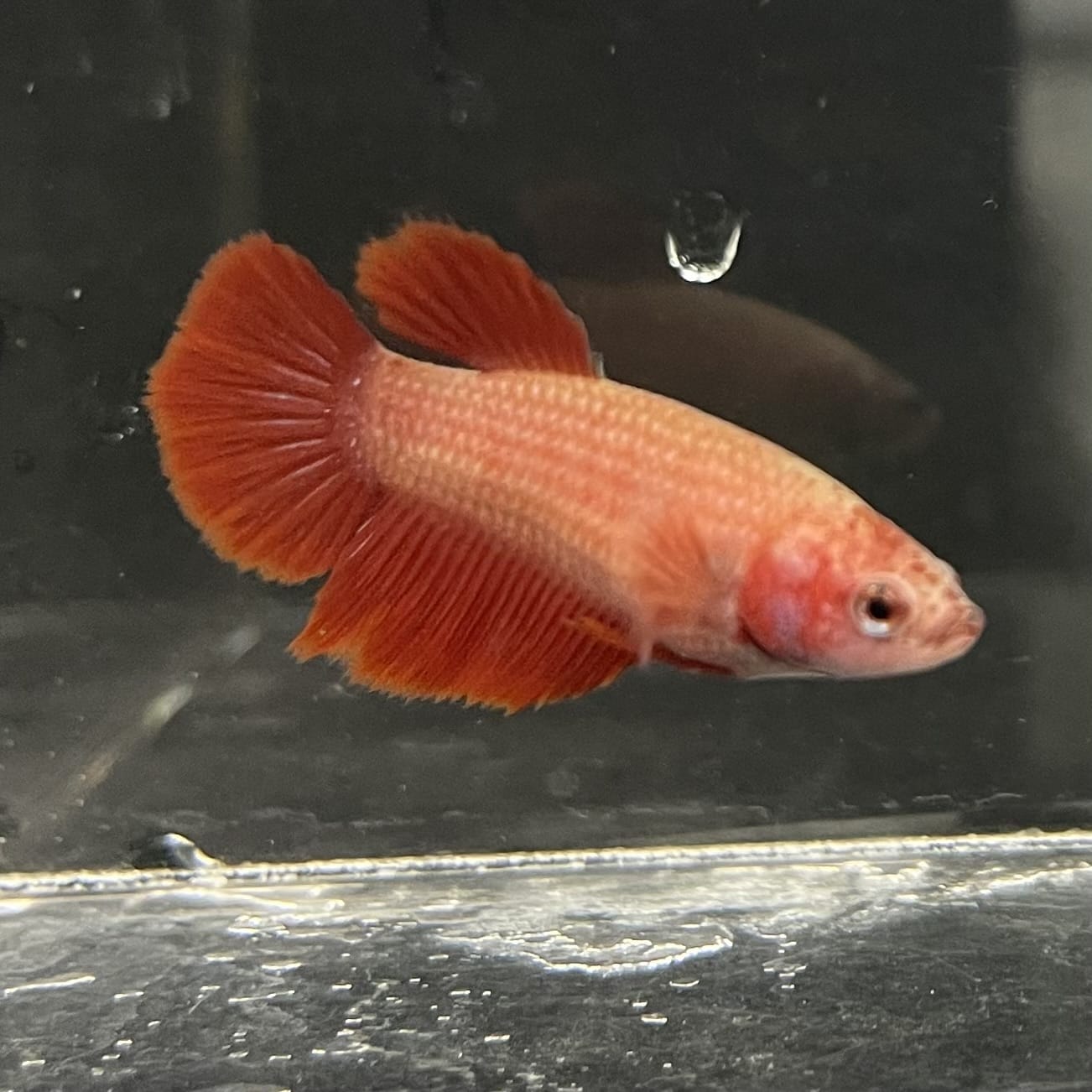 the-fish-farm Female Betta Female Betta - One Only - B Choose your own Female Betta at The Fish Farm Australia