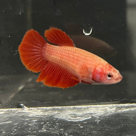 the-fish-farm Female Betta Female Betta - One Only - B Choose your own Female Betta at The Fish Farm Australia