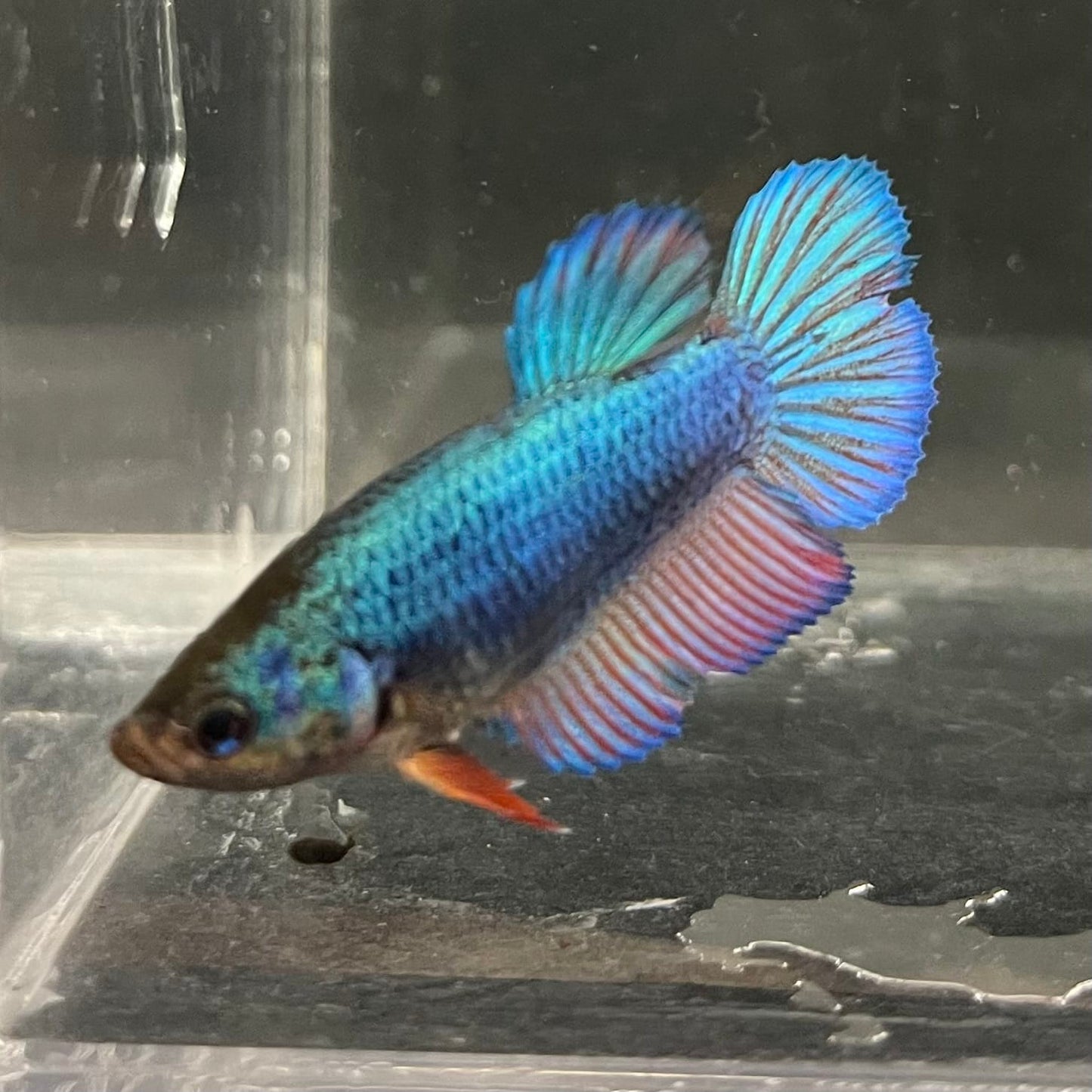 the-fish-farm Female Betta Female Betta - One Only - B Choose your own Female Betta at The Fish Farm Australia