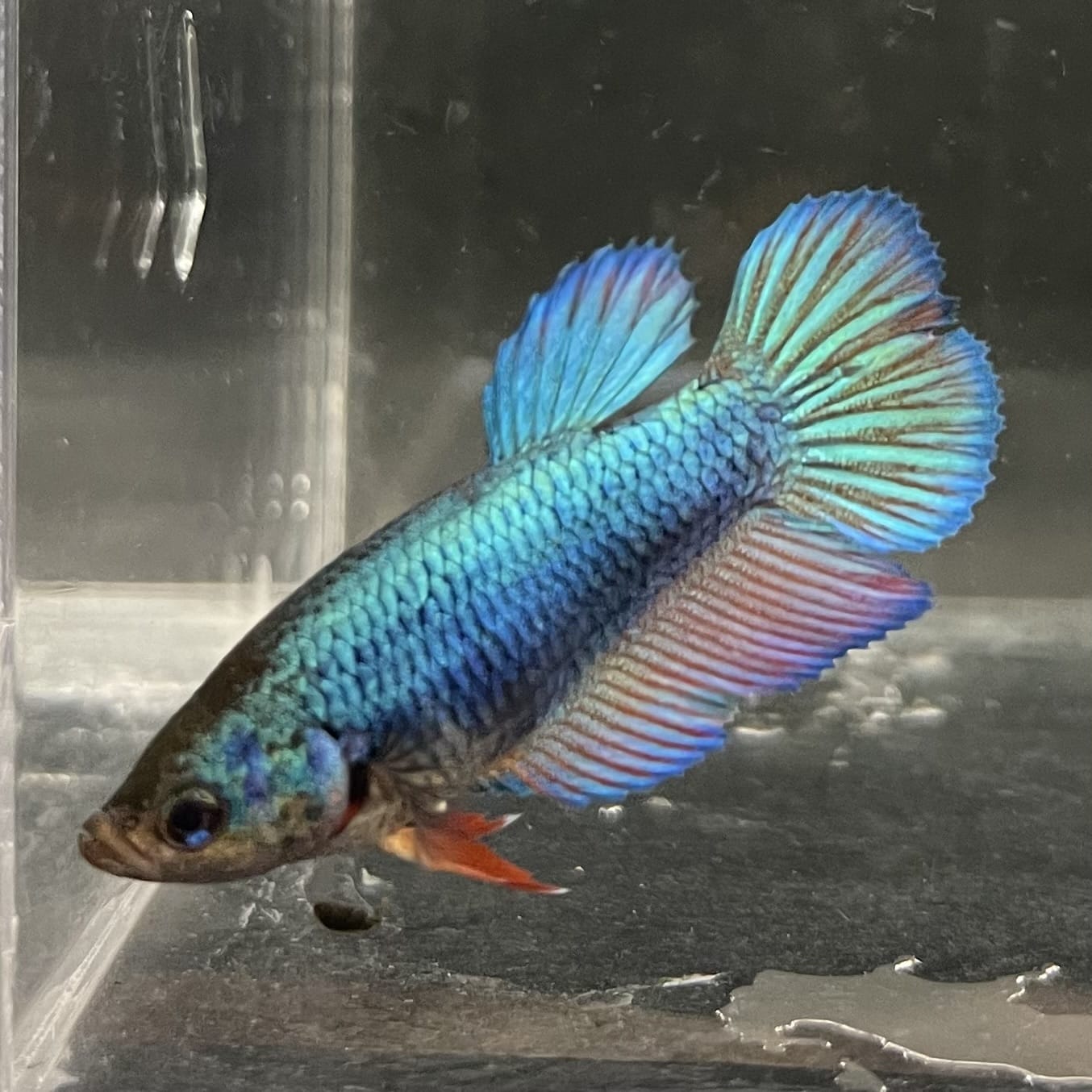 the-fish-farm Female Betta Female Betta - One Only - B Choose your own Female Betta at The Fish Farm Australia