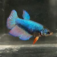 the-fish-farm Female Betta Female Betta - One Only - B Choose your own Female Betta at The Fish Farm Australia