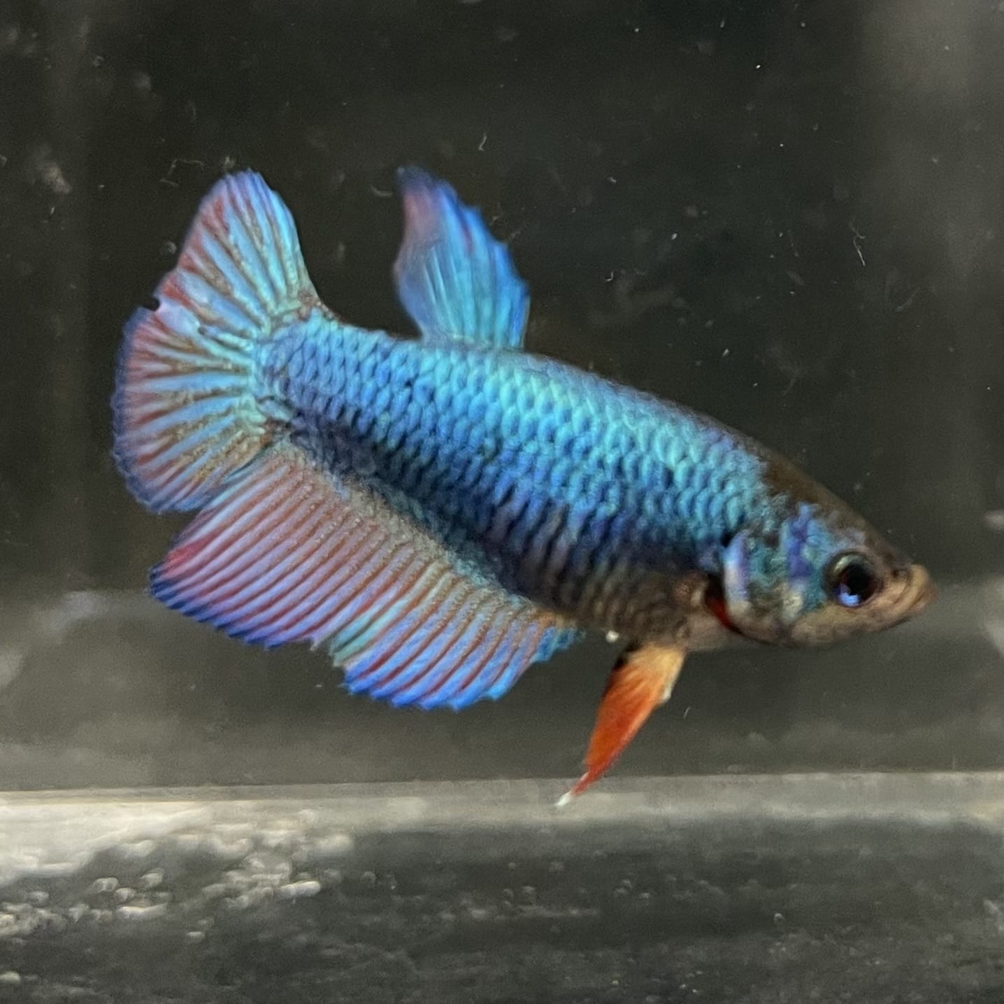 the-fish-farm Female Betta Female Betta - One Only - B Choose your own Female Betta at The Fish Farm Australia
