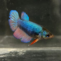 the-fish-farm Female Betta Female Betta - One Only - B Choose your own Female Betta at The Fish Farm Australia
