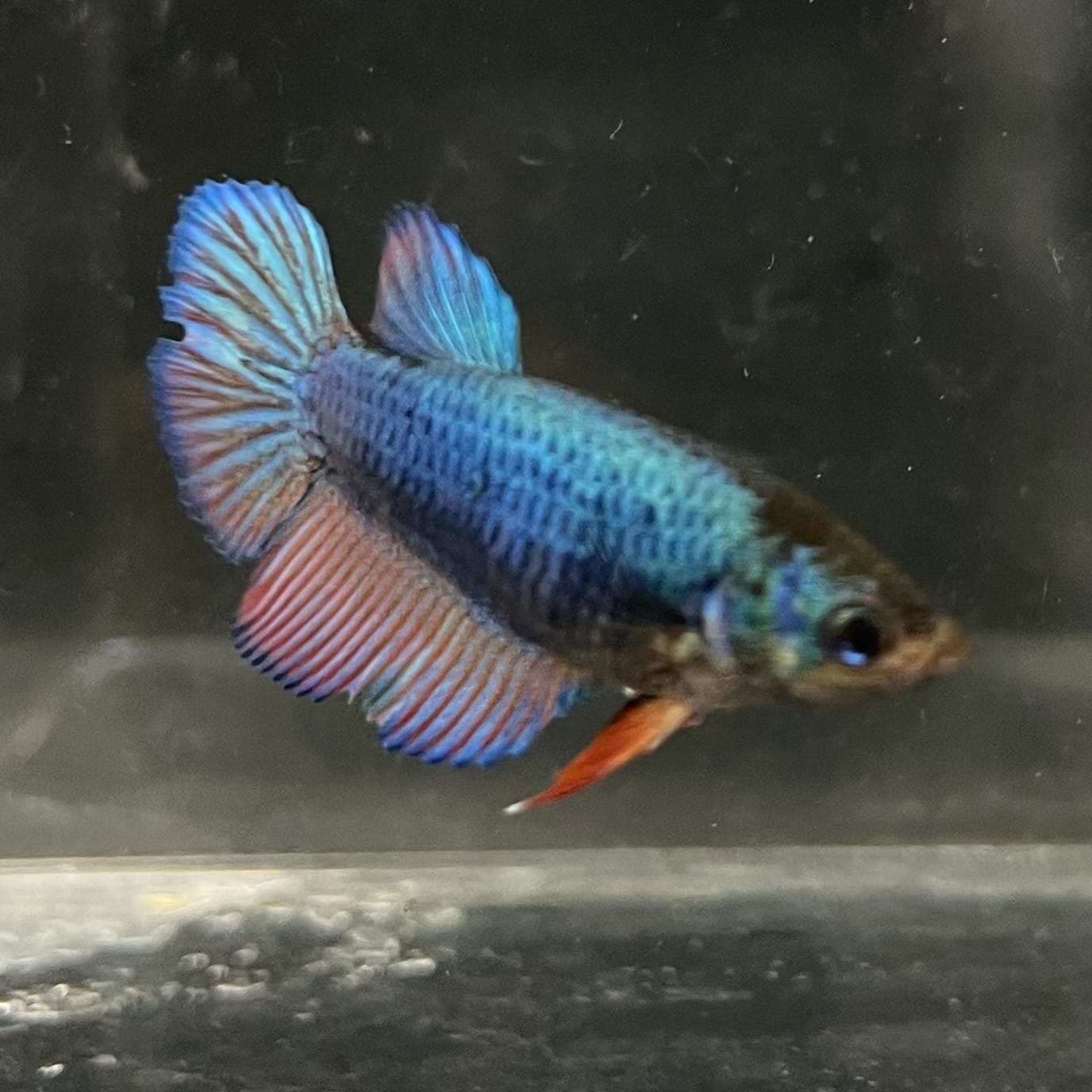 the-fish-farm Female Betta Female Betta - One Only - B Choose your own Female Betta at The Fish Farm Australia