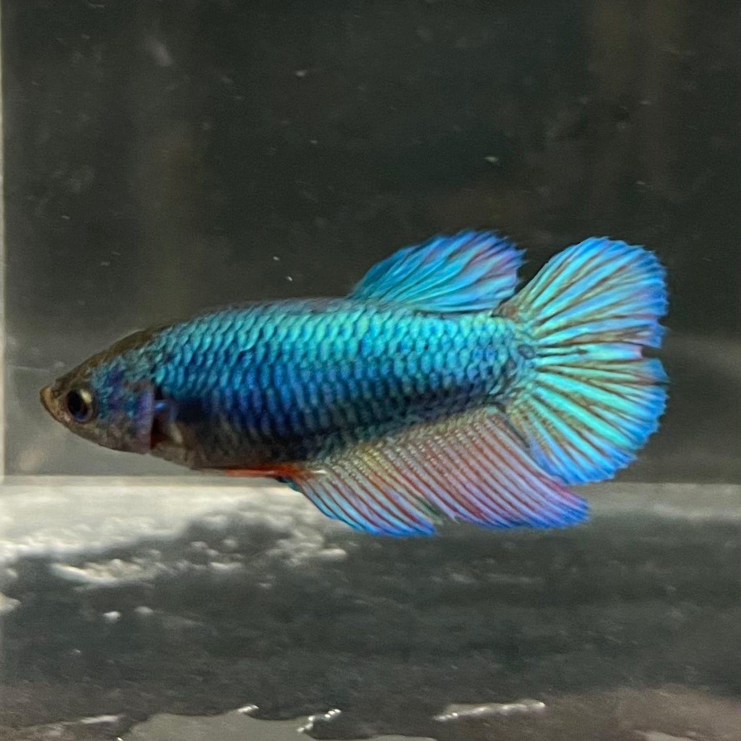 the-fish-farm Female Betta Female Betta - One Only - B Choose your own Female Betta at The Fish Farm Australia
