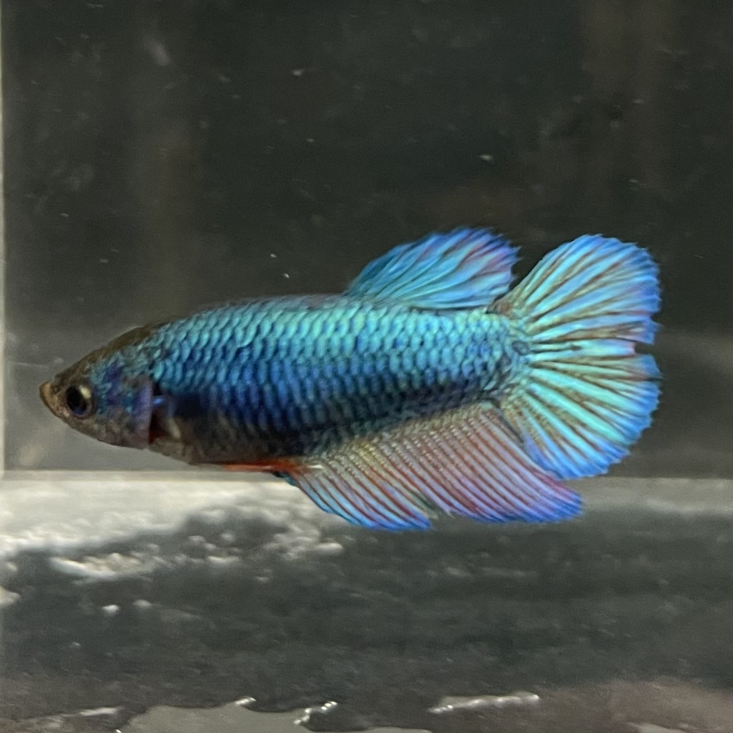the-fish-farm Female Betta Female Betta - One Only - B Choose your own Female Betta at The Fish Farm Australia