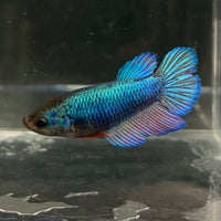 the-fish-farm Female Betta Female Betta - One Only - B Choose your own Female Betta at The Fish Farm Australia