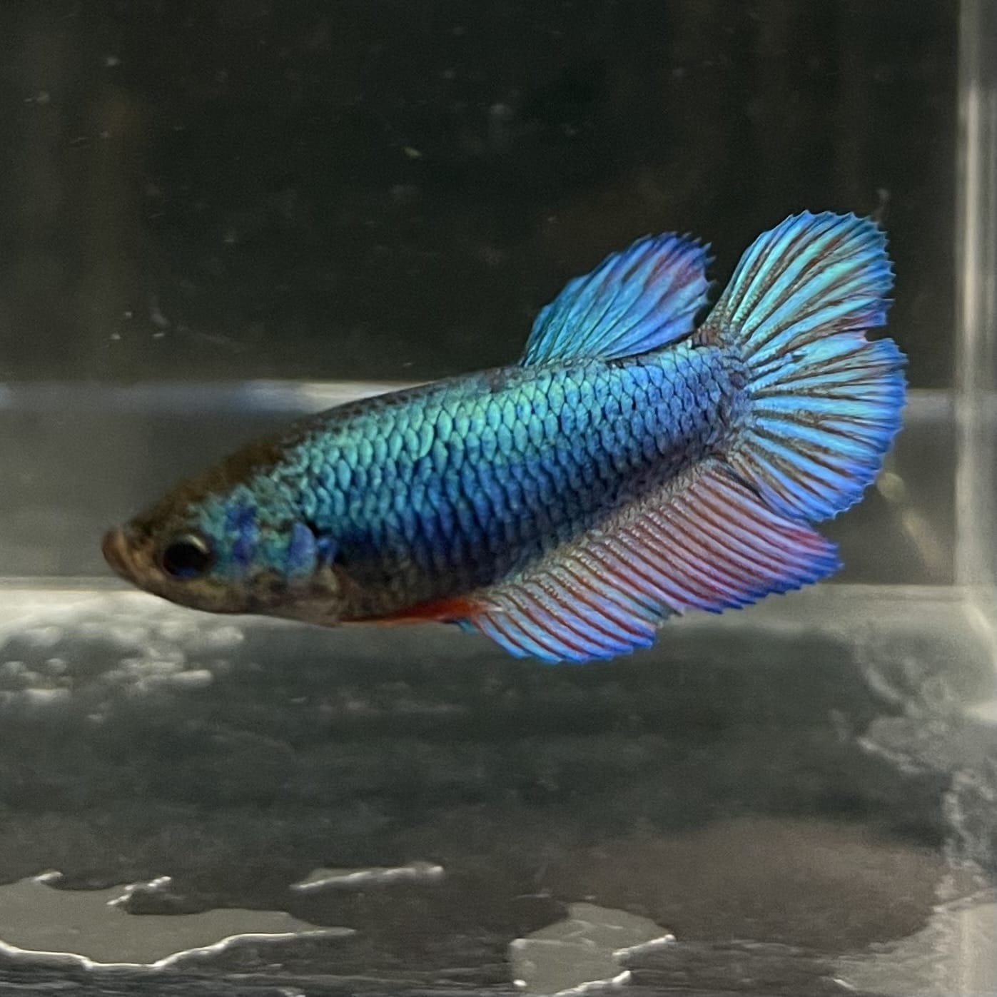 the-fish-farm Female Betta Female Betta - One Only - B Choose your own Female Betta at The Fish Farm Australia