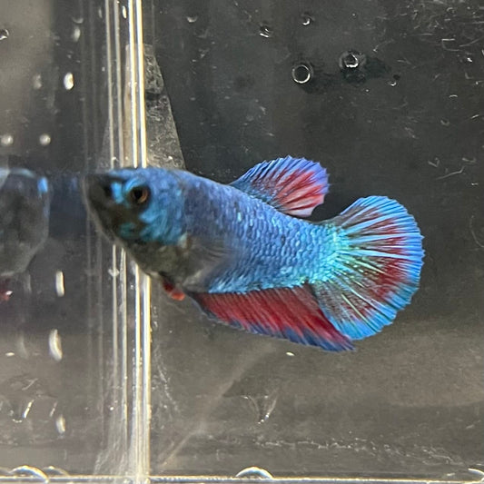 the-fish-farm Female Betta Female Betta - One Only - B Choose your own Female Betta at The Fish Farm Australia