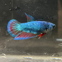 the-fish-farm Female Betta Female Betta - One Only - B Choose your own Female Betta at The Fish Farm Australia