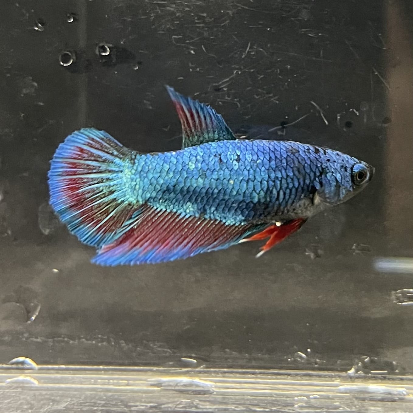 the-fish-farm Female Betta Female Betta - One Only - B Choose your own Female Betta at The Fish Farm Australia