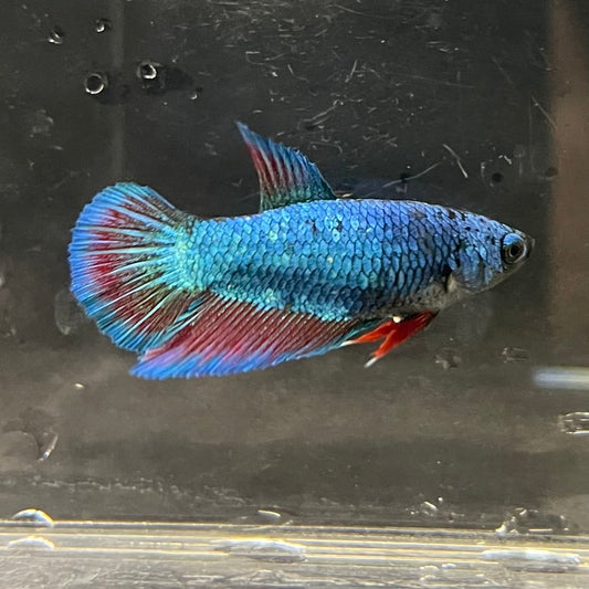 the-fish-farm Female Betta Female Betta - One Only - B Choose your own Female Betta at The Fish Farm Australia