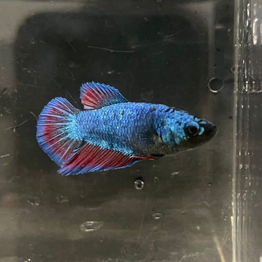 the-fish-farm Female Betta Female Betta - One Only - B Choose your own Female Betta at The Fish Farm Australia