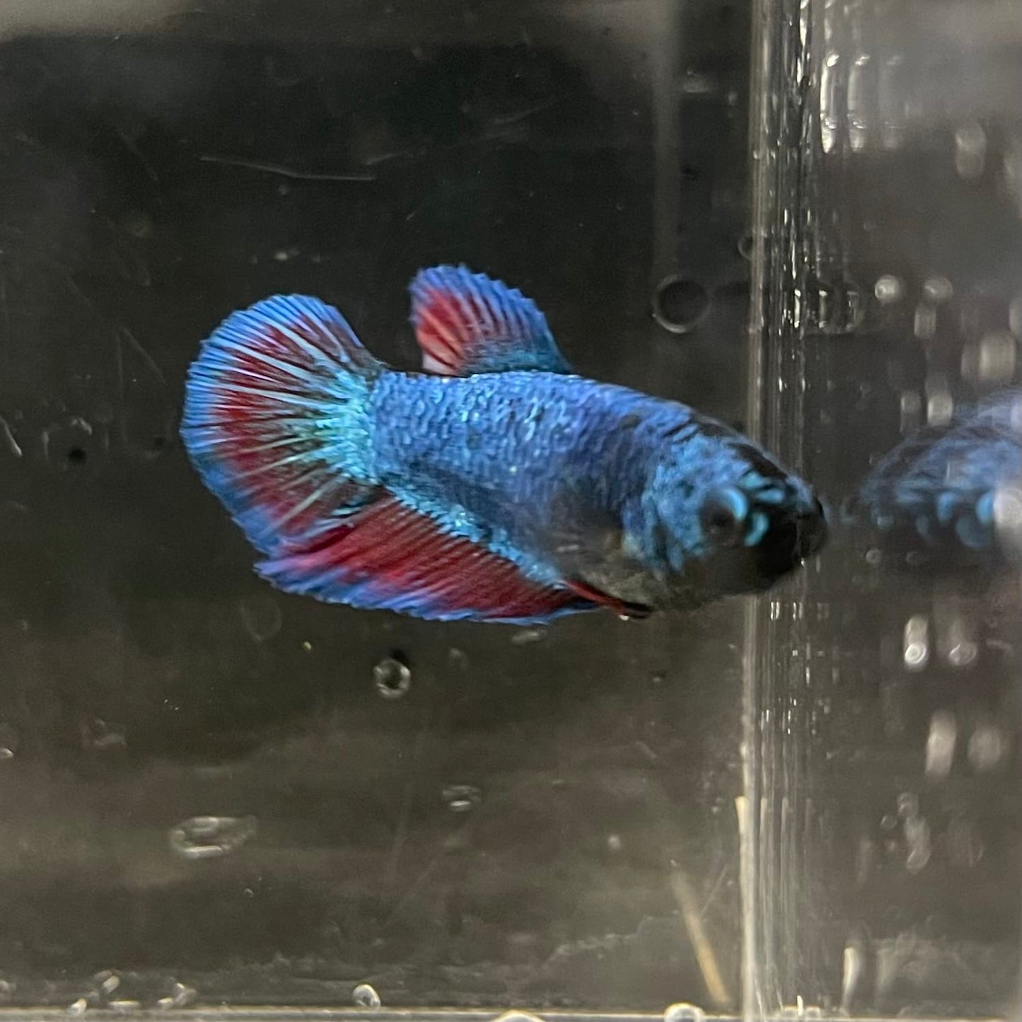 the-fish-farm Female Betta Female Betta - One Only - B Choose your own Female Betta at The Fish Farm Australia