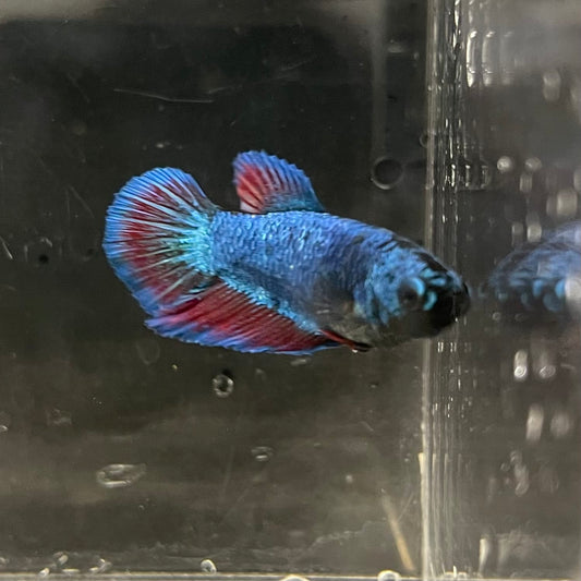 the-fish-farm Female Betta Female Betta - One Only - B Choose your own Female Betta at The Fish Farm Australia