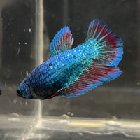 the-fish-farm Female Betta Female Betta - One Only - B Choose your own Female Betta at The Fish Farm Australia