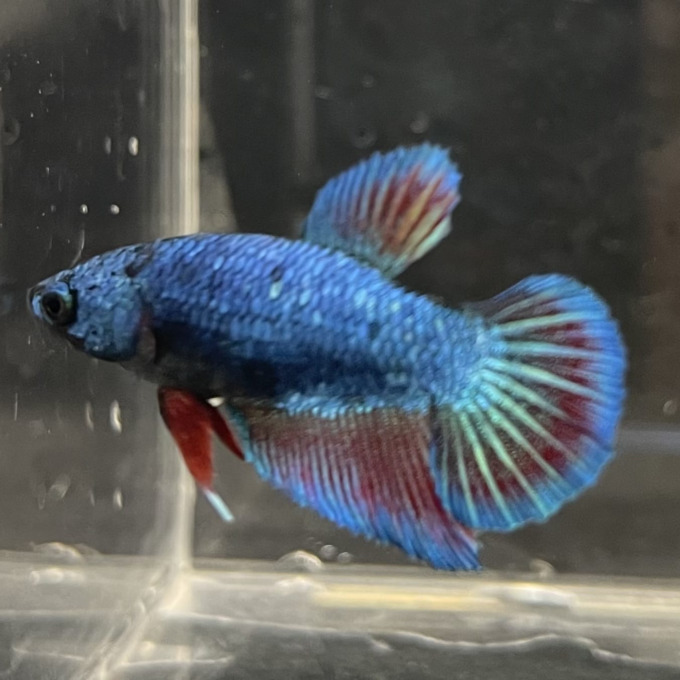 the-fish-farm Female Betta Female Betta - One Only - B Choose your own Female Betta at The Fish Farm Australia