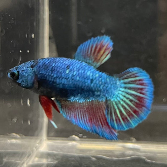 the-fish-farm Female Betta Female Betta - One Only - B Choose your own Female Betta at The Fish Farm Australia