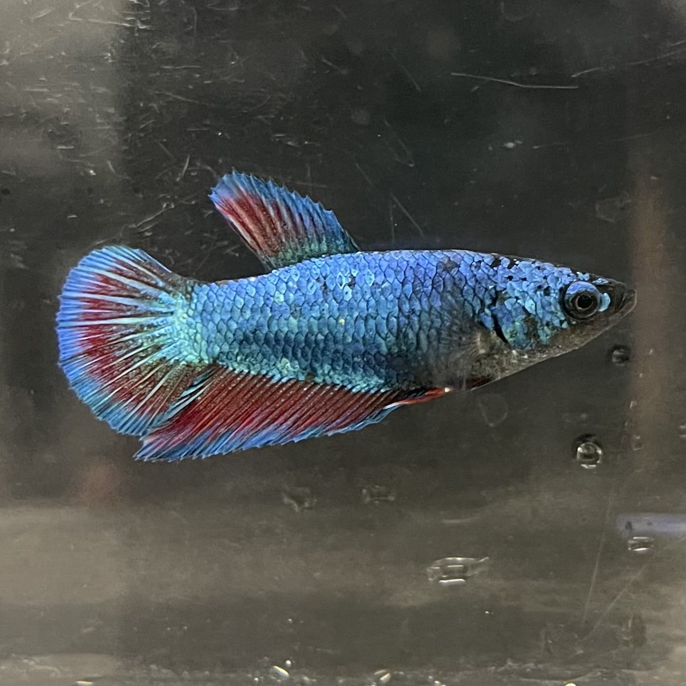the-fish-farm Female Betta Female Betta - One Only - B Choose your own Female Betta at The Fish Farm Australia