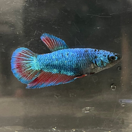 the-fish-farm Female Betta Female Betta - One Only - B Choose your own Female Betta at The Fish Farm Australia