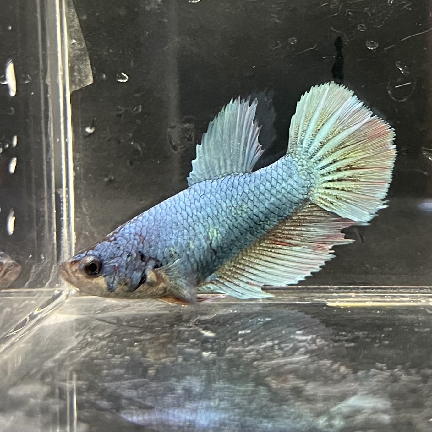 the-fish-farm Female Betta Female Betta - One Only - B Choose your own Female Betta at The Fish Farm Australia