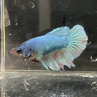 the-fish-farm Female Betta Female Betta - One Only - B Choose your own Female Betta at The Fish Farm Australia