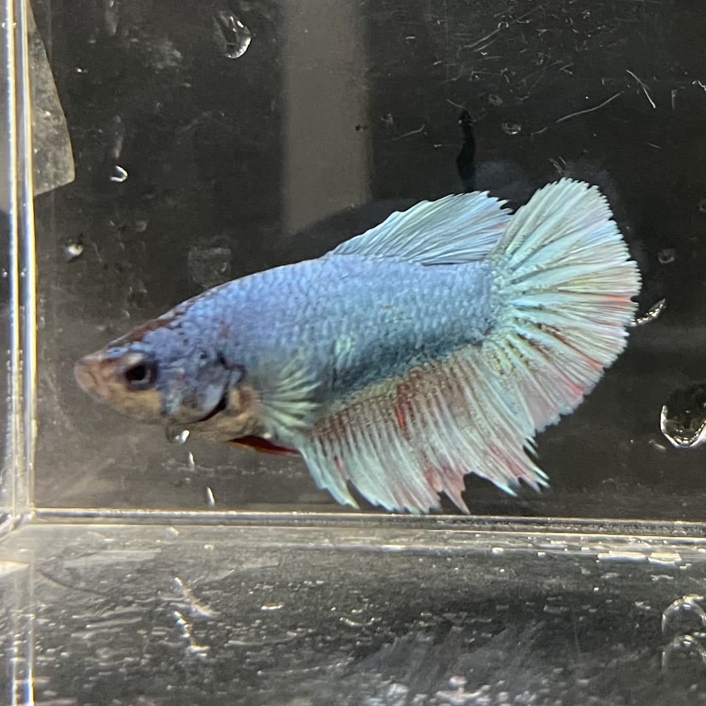 the-fish-farm Female Betta Female Betta - One Only - B Choose your own Female Betta at The Fish Farm Australia