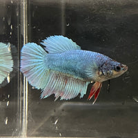 the-fish-farm Female Betta Female Betta - One Only - B Choose your own Female Betta at The Fish Farm Australia