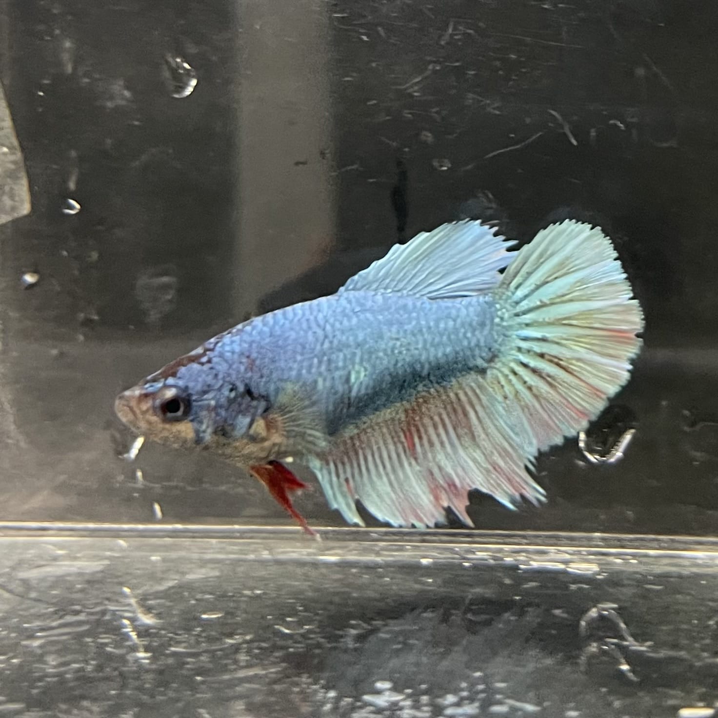 the-fish-farm Female Betta Female Betta - One Only - B Choose your own Female Betta at The Fish Farm Australia