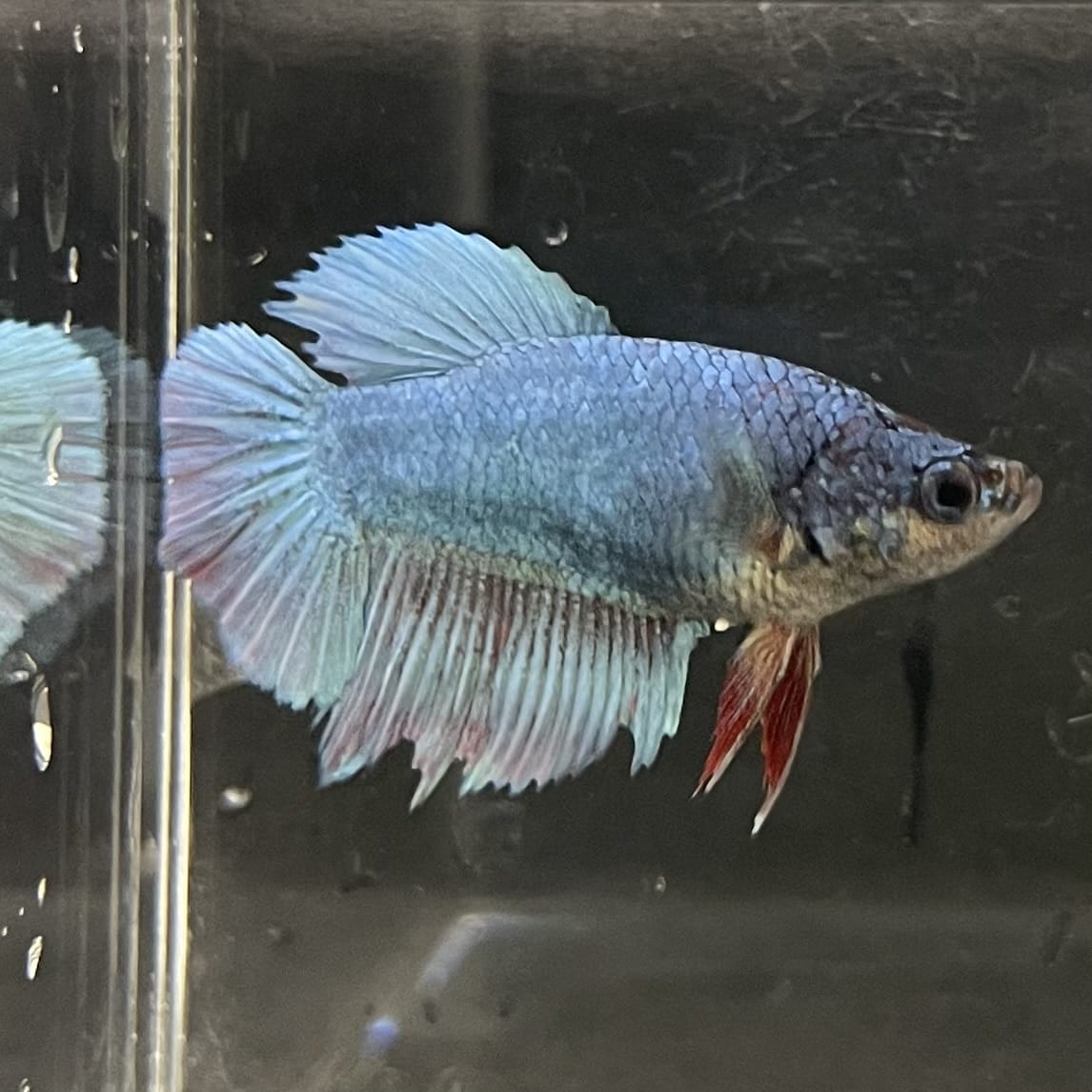 the-fish-farm Female Betta Female Betta - One Only - B Choose your own Female Betta at The Fish Farm Australia