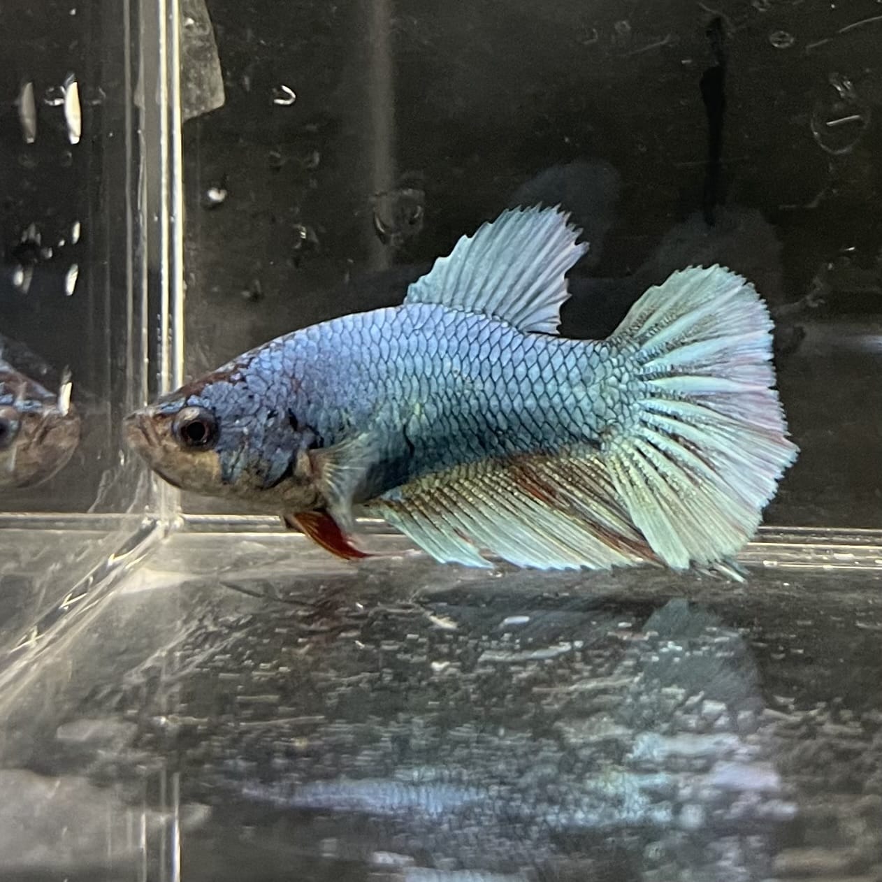 the-fish-farm Female Betta Female Betta - One Only - B Choose your own Female Betta at The Fish Farm Australia