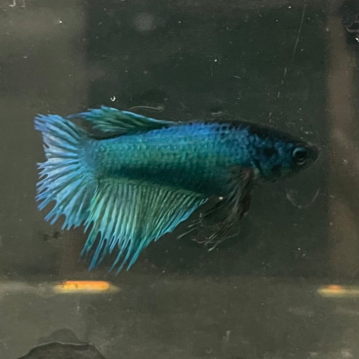 the-fish-farm Female Betta Female Betta - One Only - B Choose your own Female Betta at The Fish Farm Australia
