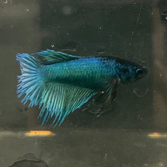 the-fish-farm Female Betta Female Betta - One Only - B Choose your own Female Betta at The Fish Farm Australia