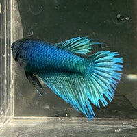 the-fish-farm Female Betta Female Betta - One Only - B Choose your own Female Betta at The Fish Farm Australia