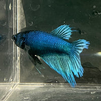 the-fish-farm Female Betta Female Betta - One Only - B Choose your own Female Betta at The Fish Farm Australia