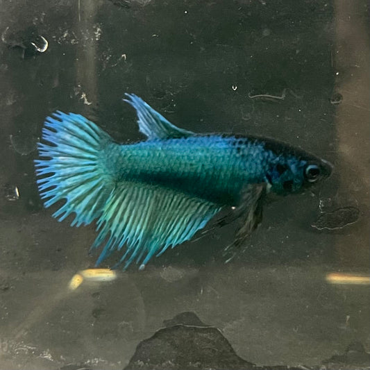 the-fish-farm Female Betta Female Betta - One Only - B Choose your own Female Betta at The Fish Farm Australia