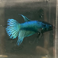 the-fish-farm Female Betta Female Betta - One Only - B Choose your own Female Betta at The Fish Farm Australia