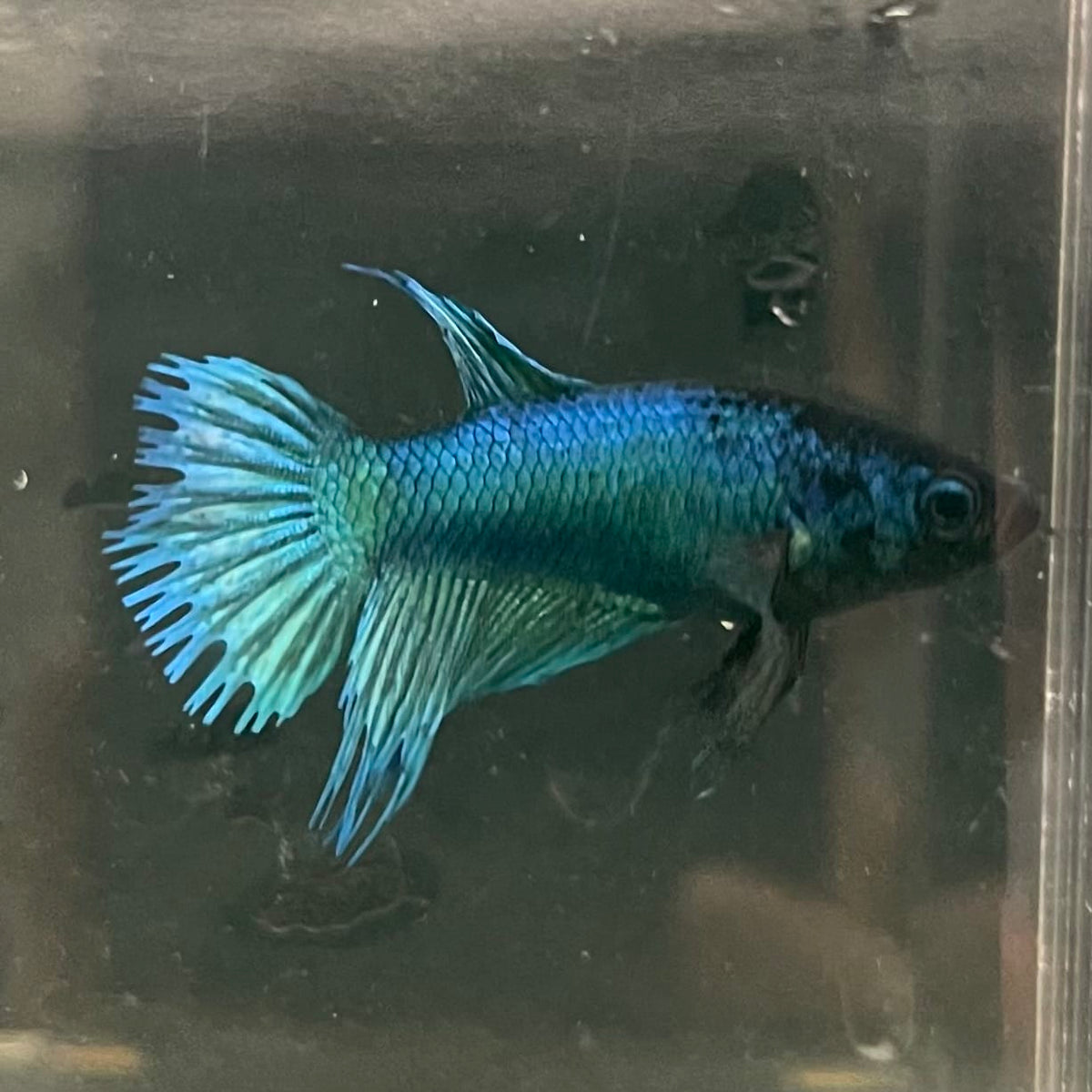 the-fish-farm Female Betta Female Betta - One Only - B Choose your own Female Betta at The Fish Farm Australia
