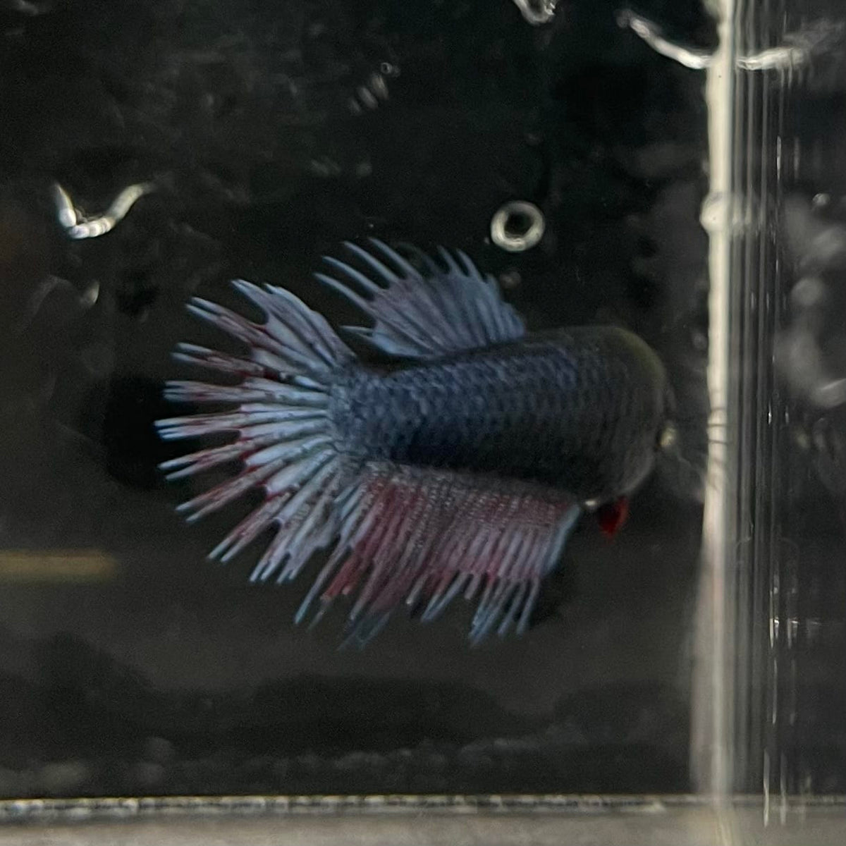the-fish-farm Female Betta Female Betta - One Only - B Choose your own Female Betta at The Fish Farm Australia