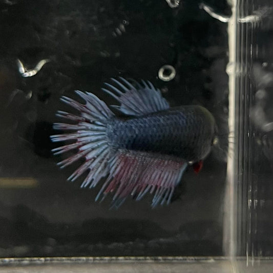 the-fish-farm Female Betta Female Betta - One Only - B Choose your own Female Betta at The Fish Farm Australia