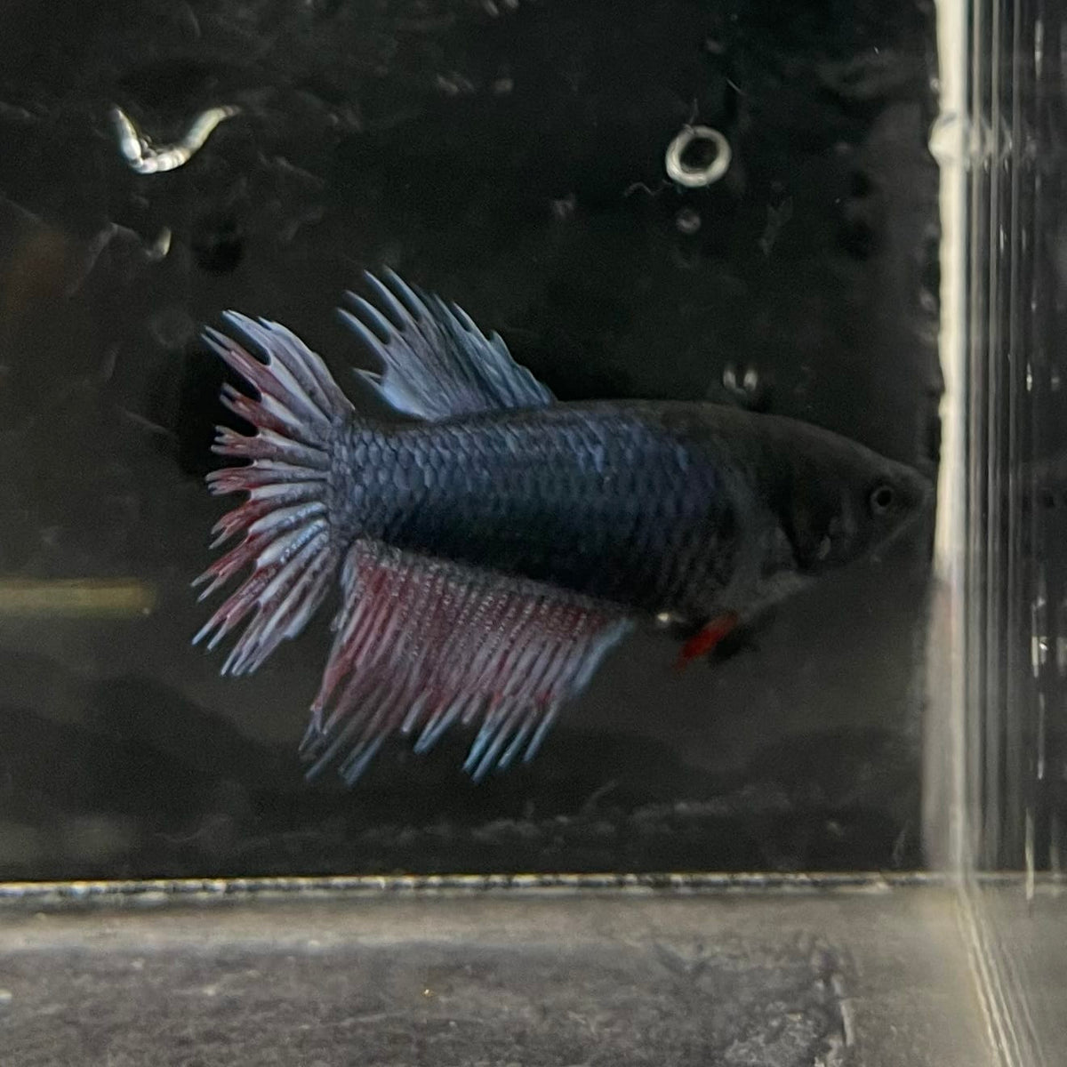 the-fish-farm Female Betta Female Betta - One Only - B Choose your own Female Betta at The Fish Farm Australia