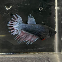 the-fish-farm Female Betta Female Betta - One Only - B Choose your own Female Betta at The Fish Farm Australia