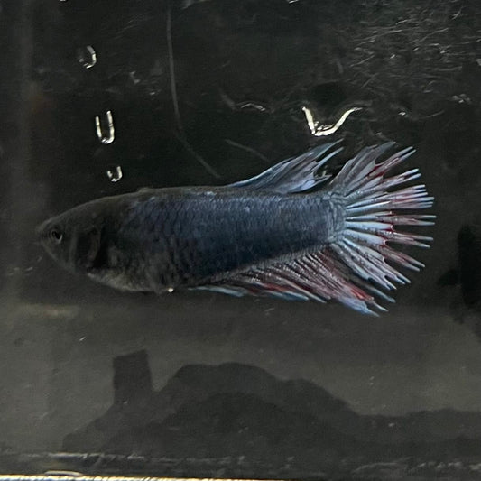 the-fish-farm Female Betta Female Betta - One Only - B Choose your own Female Betta at The Fish Farm Australia