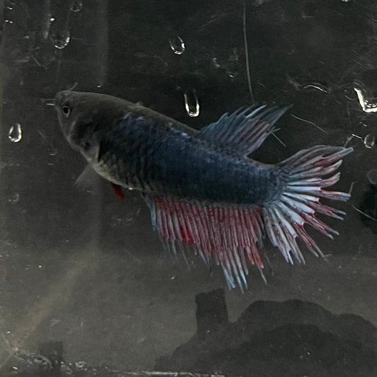 the-fish-farm Female Betta Female Betta - One Only - B Choose your own Female Betta at The Fish Farm Australia