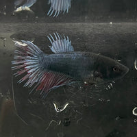 the-fish-farm Female Betta Female Betta - One Only - B Choose your own Female Betta at The Fish Farm Australia
