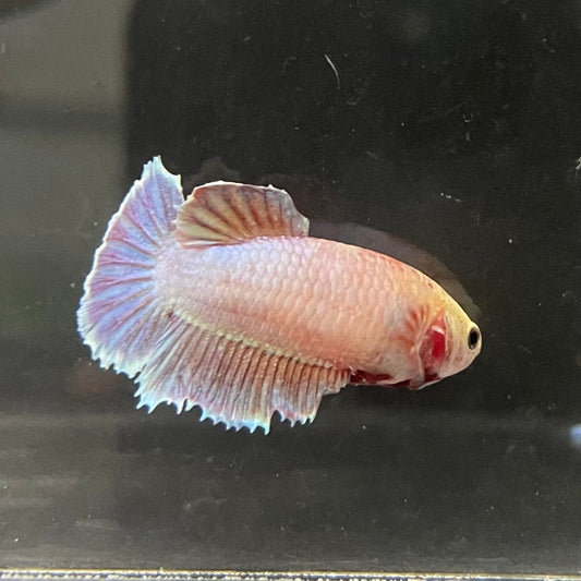 the-fish-farm Female Betta Female Betta - One Only - C Choose your own Female Betta at The Fish Farm Australia